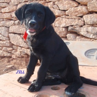 jill c3 2507-332-13